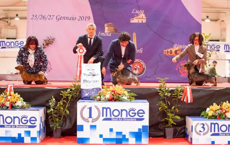 Expo Internazionale Cesena 2019