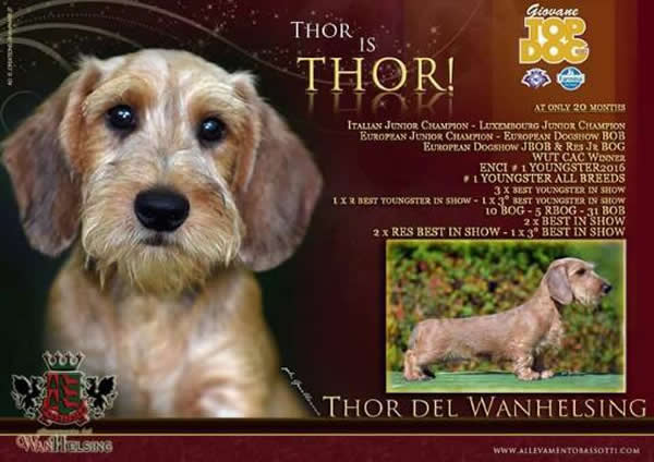 MultiCh. Thor del Wanhelsing