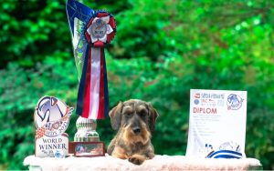 World Dog Show Brno 2021