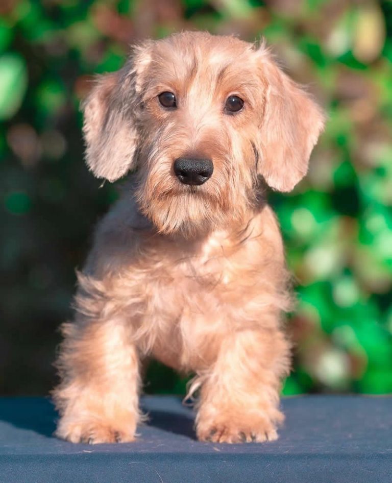 Cucciolo Bassotto Tedesco a pelo duro